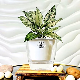 aglaonema white plant