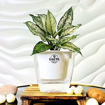 aglaonema white plant