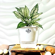 Aglaonema White Plant-Green-Love Garth Pot