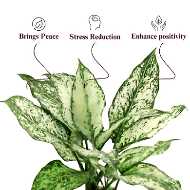 Aglaonema White Plant-Love Garth Pot-White-2