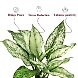 Aglaonema White Plant-Love Garth Pot-White-2-sm