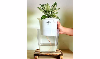 Aglaonema White Plant