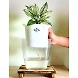 Aglaonema White Plant-GP-003_Pot-GG_Color-White-sm