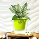 Aglaonema White Plant-GP-003_Pot-LG_Color-Green-sm
