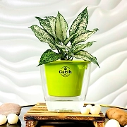 Aglaonema White Plant