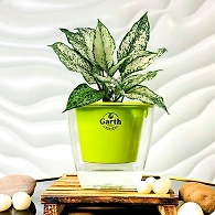 Aglaonema White Plant