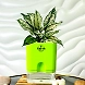 Aglaonema White Plant-GP-003_Pot-LG_Color-GreenBig-sm