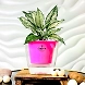 Aglaonema White Plant-GP-003_Pot-LG_Color-Pink-sm