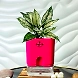 Aglaonema White Plant-GP-003_Pot-LG_Color-PinkBig-sm