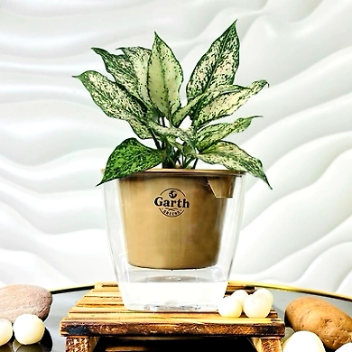 Aglaonema White Plant-GP-003_Pot-LG_Color-Mocha