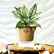 Aglaonema White Plant-GP-003_Pot-LG_Color-Mocha-sm