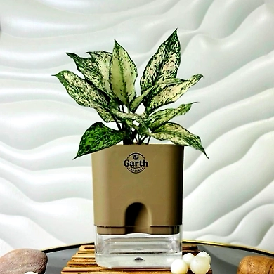 Aglaonema White Plant-GP-003_Pot-LG_Color-MochaBig