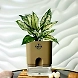 Aglaonema White Plant-GP-003_Pot-LG_Color-MochaBig-sm