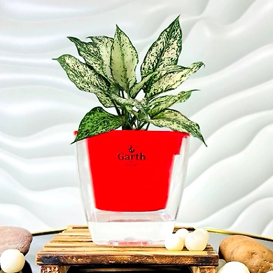 Aglaonema White Plant-GP-003_Pot-LG_Color-Red