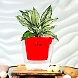 Aglaonema White Plant-GP-003_Pot-LG_Color-Red-sm