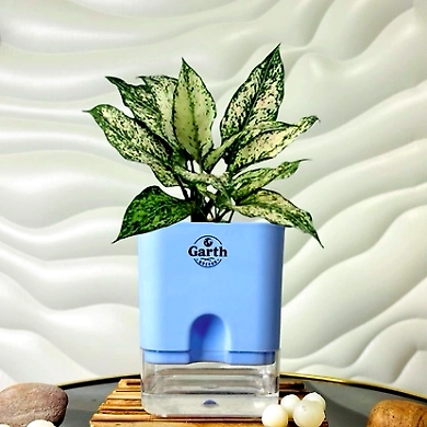 Aglaonema White Plant-GP-003_Pot-LG_Color-BlueBig