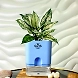Aglaonema White Plant-GP-003_Pot-LG_Color-BlueBig-sm