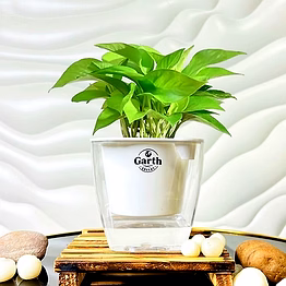 money plant green