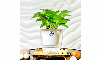 Money Plant Green