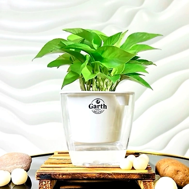 Money Plant Green-GP-006_Pot-LG_Color-White