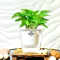 Money Plant Green