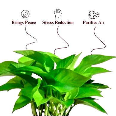 Money Plant Green-1