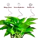 Money Plant Green-1-sm
