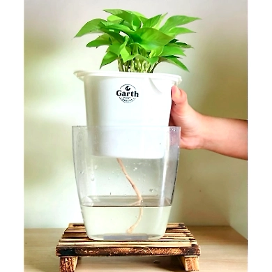 Money Plant Green-2