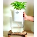 Money Plant Green-2-sm