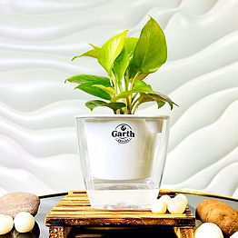 money plant golden