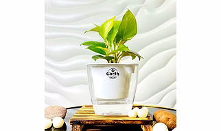 Money Plant Golden