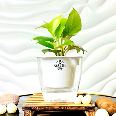 Money Plant Golden-GP-005_Pot-LG_Color-White