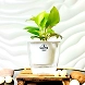 Money Plant Golden-GP-005_Pot-LG_Color-White-sm