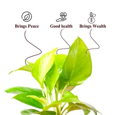 Money Plant Golden-1