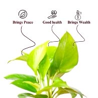 Money Plant Golden