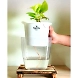 Money Plant Golden-2-sm