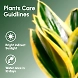 Money Plant Golden-3-sm