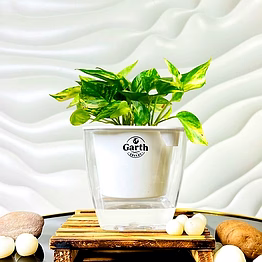 money plant variegated