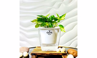 Money Plant Variegated