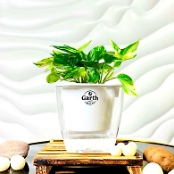 Money Plant Variegated