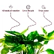 Money Plant Variegated-1-sm