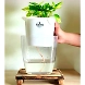 Money Plant Variegated-2-sm