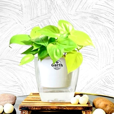 Oxicardium Golden-GP-019_Pot-LG_Color-White