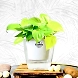 Oxicardium Golden-GP-019_Pot-LG_Color-White-sm