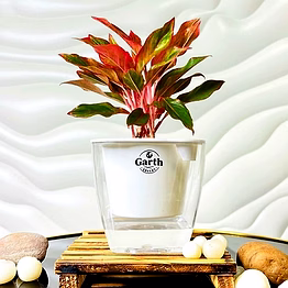aglaonema red plant