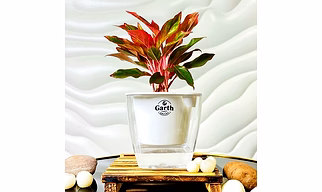 Aglaonema Red Plant