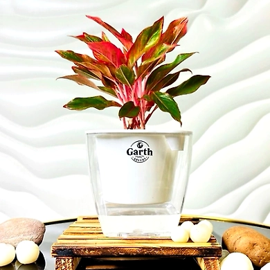 Aglaonema Red Plant-GP-002_Pot-LG_Color-White