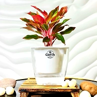 Aglaonema Red Plant