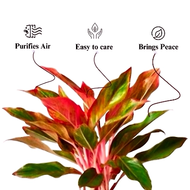 Aglaonema Red Plant-1