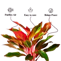 Aglaonema Red Plant